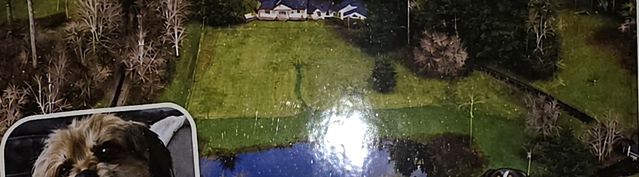 Aerial view of the Bay Road Bow Wow farm park: a large fenced green field with a pond, surrounded by forest
