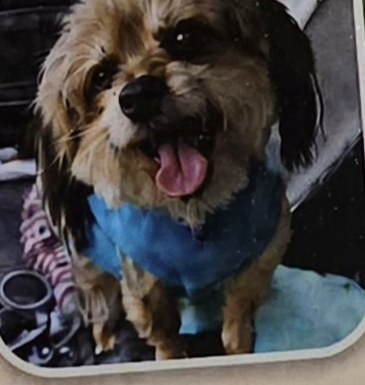 A happy scruffy terrier wearing a blue bandana, one of Bay Road Bow Wow's guests