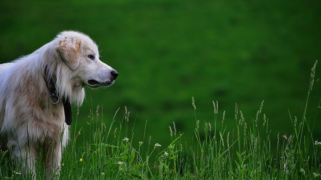 A blonde dog sitting contentedly in a green field