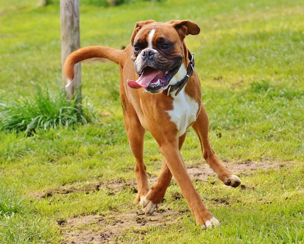 A brown bulldog rolling and playing in the grass