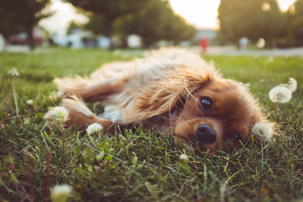 A golden retriever lying happily in green grass