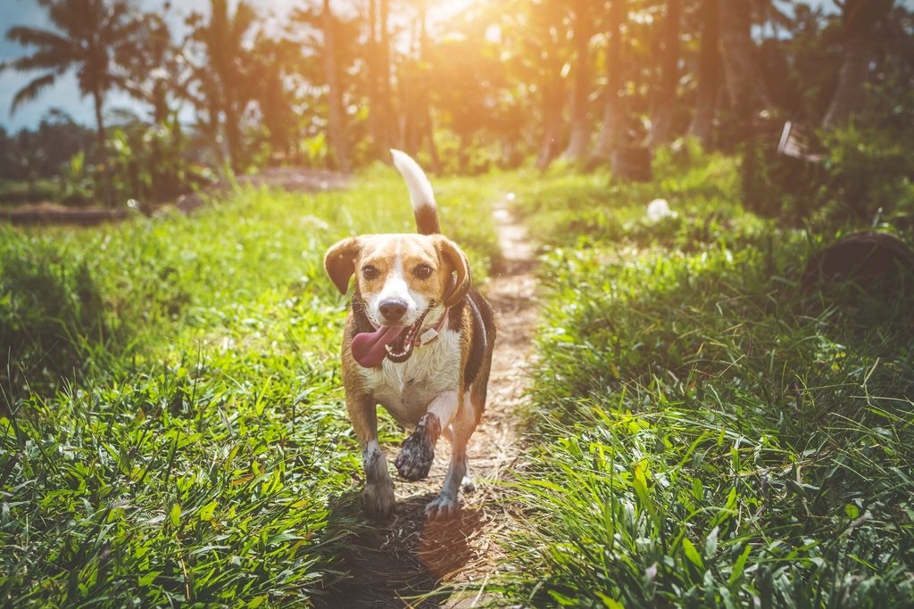 A brown dog sprinting joyfully through sunlit grass